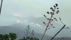 Incendio forestal Tasarte