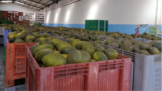 Excedente de melones